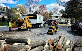 Professional Tree Services in Chatmoss, VA