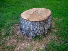 Best Tree Cabling and Bracing  in Chatmoss, VA