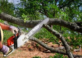 Best Root Management and Removal  in Chatmoss, VA