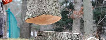 Best Firewood Processing and Delivery  in Chatmoss, VA