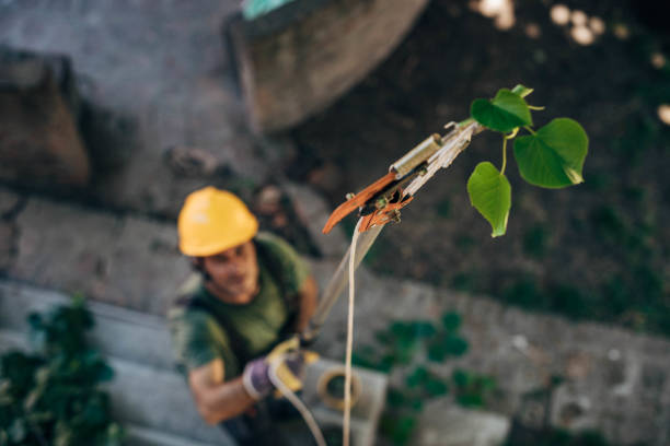 Best Tree and Shrub Care  in Chatmoss, VA