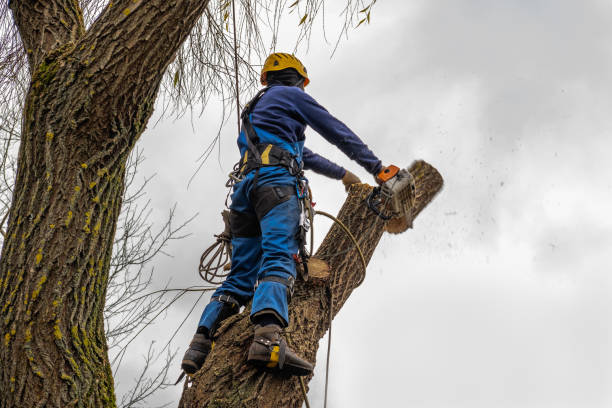 How Our Tree Care Process Works  in  Chatmoss, VA