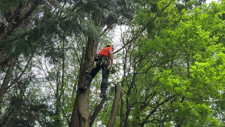 Best Tree Disease Treatment  in Chatmoss, VA