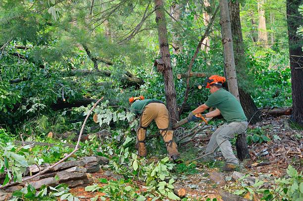 Best Leaf Removal  in Chatmoss, VA