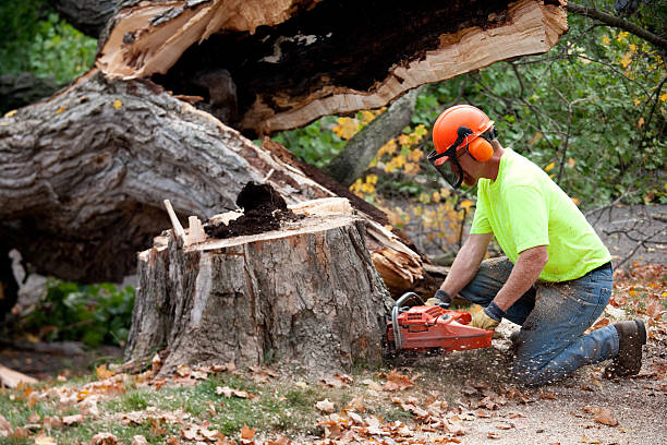 Best Tree Maintenance Programs  in Chatmoss, VA