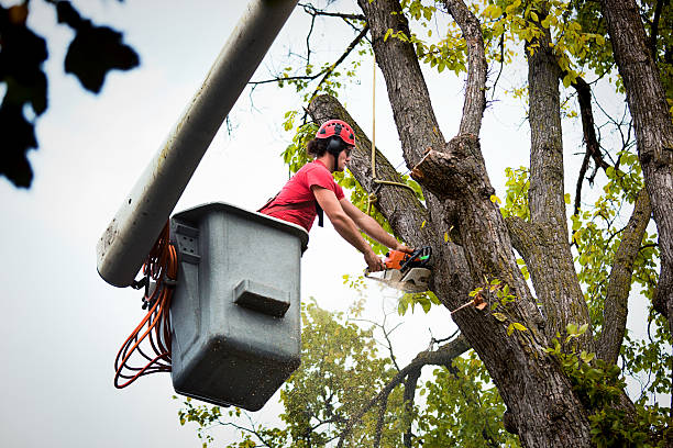 Best Tree Preservation Services  in Chatmoss, VA