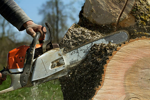 Best Tree Mulching  in Chatmoss, VA